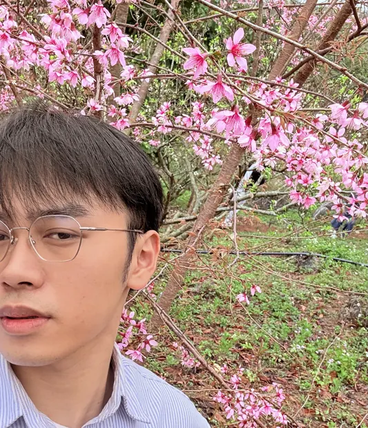 Hung under pink blossoms
